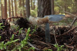 Závojenka lesklá - Entocybe nitida (Quél.) T.J. Baroni, Largent & V. Hofst.