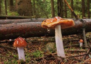 Pavučinec modroslizký - Cortinarius stillatitius Fr. [C. i