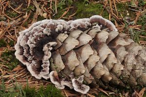 Lošáček tmavý - Phellodon melaleucus (Sowerby)P.Karst