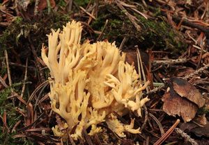 Kuřátka žlutohnědá - Ramaria flavobrunnescens (G.F. Atk.) Corner 1950