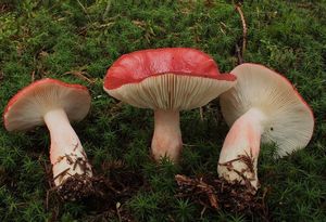 Holubinka rudonohá - Russula rhodopus Zvára 1927