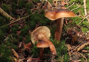 Čirůvka lesklá - Tricholoma pseudonictitans Bon 1983