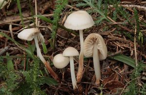 Špička Wynneova - Marasmius wynnei Berk.& Broom