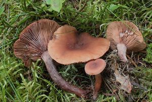 Ryzec kafrový - Lactarius camphoratus