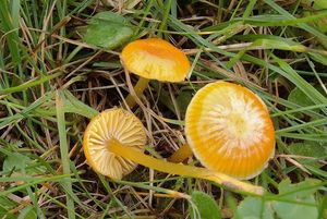 Voskovka kluzkonohá - Hygrocybe glutinipes (J.E. Lange) R. Haller Aar. 1956