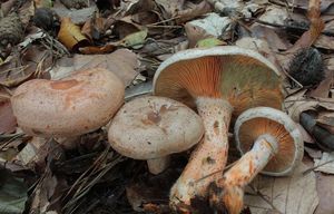 Ryzec osmahlý - Lactarius quieticolor Romagn. 1958