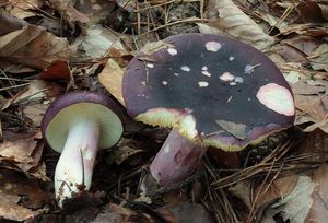 Holubinka jízlivá - Russula sardonia Fr. 1838