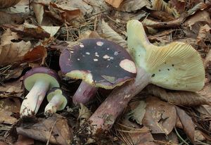 Holubinka jízlivá - Russula sardonia Fr. 1838