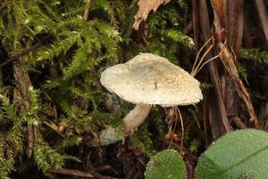 Bedla Grangeova - Lepiota grangei (Eyre) J.E. Lange 1935