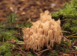 Korunokyjka svícnovitá - Artomyces pyxidatus