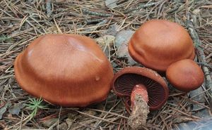 Pavučinec hnědočervený - Cortinarius phoeniceus (Bull.) M.Maire