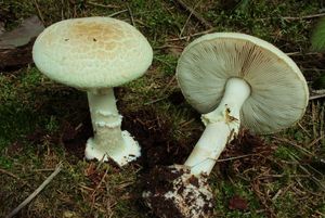 Muchomůrka citronová - Amanita citrina Pers. 1797