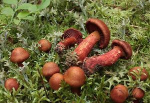 Pavučinec hnědočervený - Cortinarius purpureus (Bull.) Bidaud, Moënne-Locc. & Reumaux 1994