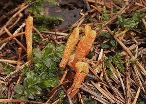 Housenice červená - Cordyceps militaris (L.) Link