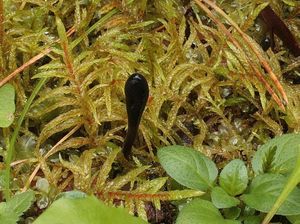 Pazoubek mazlavý - Geoglossum glutinosum Pers.