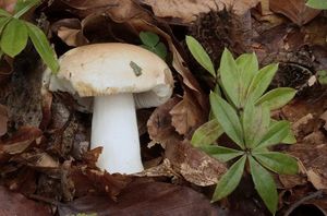 Holubinka mdlá - Russula veternosa Fr. 1838