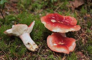 Holubinka rašelinná - Russula helodes  Melzer 1929