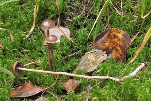 Lysohlávka rašelinná - Psilocybe turficola  J. Favre 1939