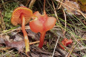 Voskovka krvavá - Hygrocybe miniata (Fr.) P.Kumm.