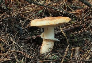 Čirůvka límcovitá - Tricholoma focale (Fr.) Ricken 1914