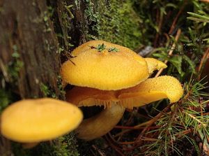 Šafránka ozdobná - Tricholomopsis decora (Fr.) Singer 1939