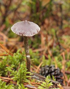 Pavučinec pelargoniový - Cortinarius flexipes (Pers.) Fr. 1838