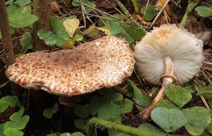 Bedla Badhamova - Leucoagaricus badhamii (Berk ,Broom) Singer