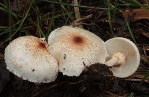 Bedla hřebenitá - Lepiota cristata (Bolton) P. Kumm. 1871