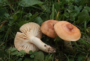 Voskovka luční - Hygrocybe pratensis