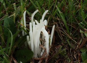 Kyjanka křehká - Clavaria fragilis Holmsk.