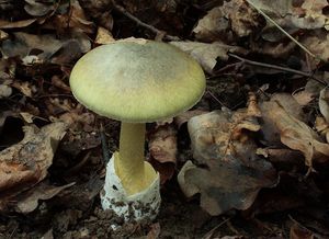 Muchomůrka zelená - Amanita phalloides (Vaill. ex Fr.) Link 1833