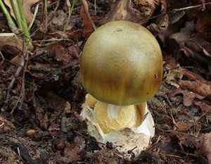Muchomůrka zelená - Amanita phalloides (Vaill. ex Fr.) Link 1833