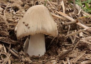 Kukmák okázalý - Volvariella speciosa ( Fr.: Fr. ) Singer