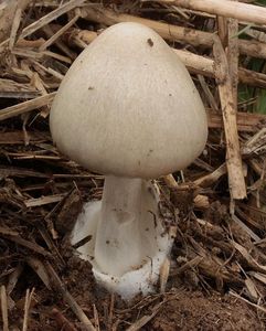 Kukmák okázalý - Volvariella speciosa ( Fr.: Fr. ) Singer