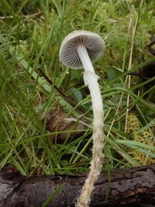 Lysohlávka šupinatá - Leratiomyces squamosus (Pers.) Bridge & Spooner 2008