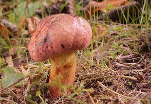 Klikni pro velký obrázek