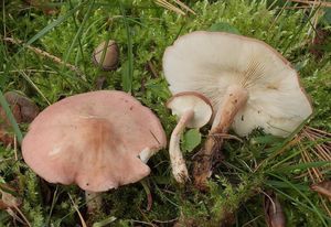 Čirůvka masová - Calocybe carnea (Bull.) Donk