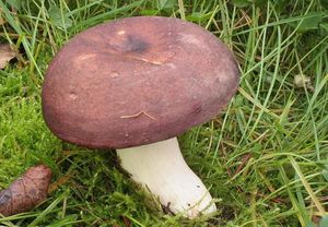 Holubinka olivová - Russula olivacea