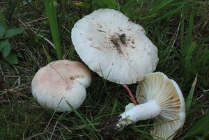 Šťavnatka Quéletova - Hygrophorus queletii Bres.