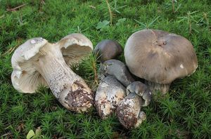 Čirůvka mýdlová - Tricholoma saponaceum (Fr.) P. Kumm. 1871