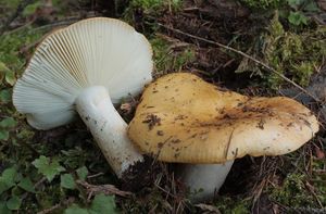 Holubinka hlínožlutá - Russula ochroleuca