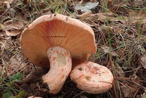 Ryzec borový - Lactarius pinicola Smotl. ex Z. Schaef. 1970