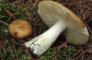 Holubinka kyjonohá - Russula clavipes Velen. 1920