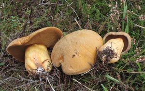 Klouzek strakoš - Suillus variegatus  (Sw.) Richon & Roze 1888