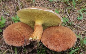 Klikni pro velký obrázek