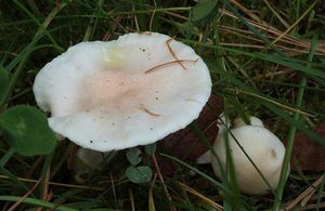 Šťavnatka Quéletova - Hygrophorus queletii Bres.