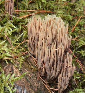 Kuřátka nazelenalá - Ramaria apiculata (Fr.) Donk 1933