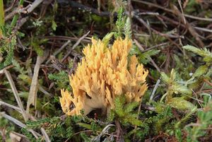 Kuřátka kořínkatá - Ramaria myceliosa (Peck) Corner 1950