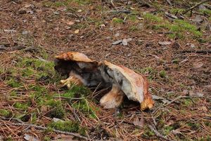 Klikni pro velký obrázek