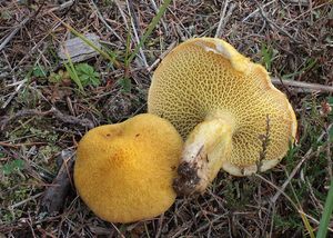 Klikni pro velký obrázek